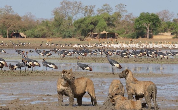 ©️Achraf Pictures ©️Chad volunteers organization ©️African Parks