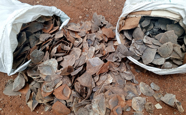Cameroun : deux personnes comparaîtront à Tibati pour trafic d'écailles de pangolin géant