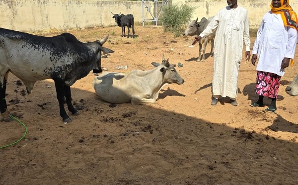 Tchad : Des équipements pour l'autonomisation des femmes dans le secteur du séchage de viande à Goz-Beïda