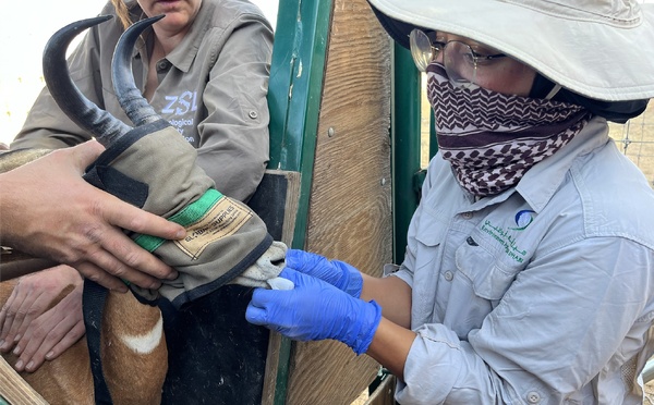 Tchad : Le Programme de Conservation de la Gazelle Dama franchit une nouvelle étape