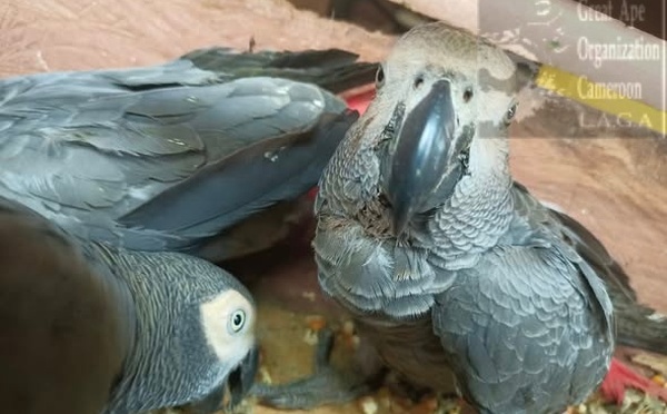 Cameroun : trois personnes, dont un Ghanéen, arrêtées pour trafic de perroquets à Bertoua