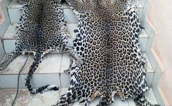 Cameroun : deux personnes, dont un policier, arrêtées en possession de peaux de panthère fraîches à Yaoundé