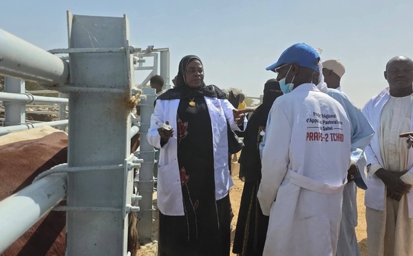 Santé Animale : Le Ouaddaï en offensive contre la PPR et la PPCB