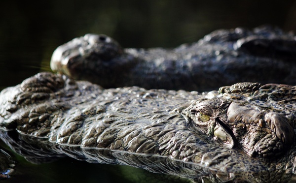 Tchad : une fillette de 13 ans grièvement blessée par un crocodile près de Dagour