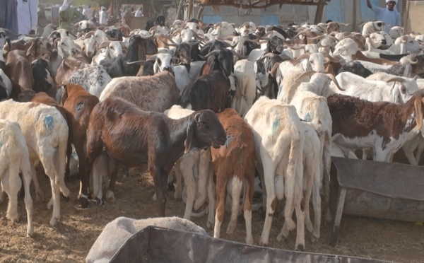 Aïd el-Fitr : les prix des moutons s’envolent, les ménages sous pression à N’Djamena