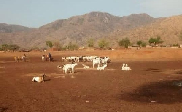 Tchad : vol de bétail à Andé (Guéra), une mobilisation exemplaire permet la récupération des animaux