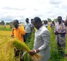 Tchad : les producteurs de Laï lancent la récolte du riz de contre-saison