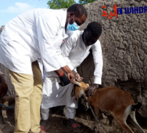 Tchad : campagne de sensibilisation de proximité pour la vaccination en masse des animaux