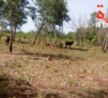 Tchad : deux paysans enlevés contre rançon à Lamé