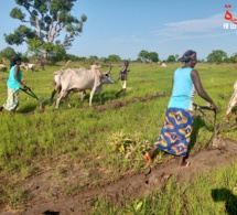 Tchad : la Banque mondiale donne des pistes pour renforcer l'économie via l'agriculture