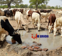 137 millions de têtes de bétail, mais aucune industrie laitière au Tchad