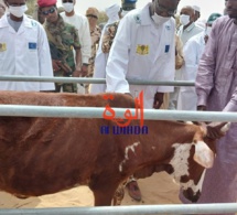 Tchad : lancement de la campagne de vaccination des petits ruminants à Fadalari, au Kanem