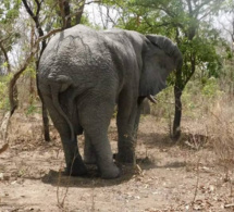 Tchad : une fillette d'environ 8 ans écrasée par un éléphant dans la Tandjilé