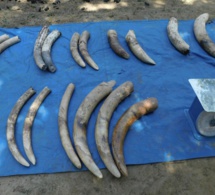 Tchad : des présumés braconniers arrêtés avec des défenses d’éléphants