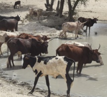 Tchad - Crise dans le Sud-Kanem : 15 000 bovins en danger!