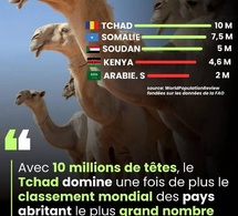 Tchad : Champion mondial du dromadaire, un potentiel économique inexploité