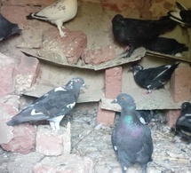 N'Djamena : L'élevage de pigeons domestiques en voie de disparition
