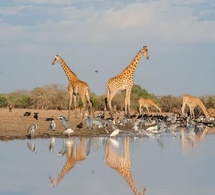 Tchad : 21 juin, Journée mondiale de la girafe - Un appel à la protection d'un symbole menacé