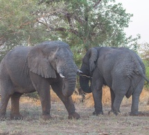 Tourisme - Les géants silencieux de Zakouma : La majesté des éléphants au cœur de la conservation au Tchad