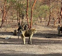 Tchad - Tourisme / Les babouins de Zakouma : Des rencontres insolites et divertissantes au cœur du parc national