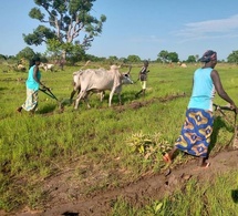 Tchad : Perspectives favorables pour la saison agricole malgré des disparités pluviométriques