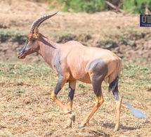 Tchad - Tourisme : À la rencontre du Damalisque, une merveille de la savane tchadienne