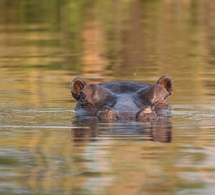 Tchad : Alerte à l'anthrax après la mort d'hippopotames à Youé