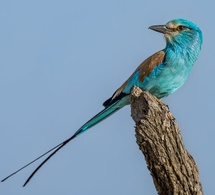 Tchad - Tourisme : Le Rollier d’Abyssinie, un Allié Écologique aux Couleurs Éclatantes