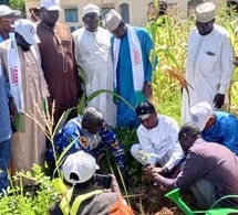 Tchad : Des associations plantent des arbres à Moundou