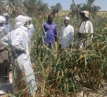Tchad : Des hectares de champs de mil dévastés par des chenilles à Wouro, dans le Kanem