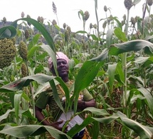 Tchad : Inquiétude des cultivateurs du Guéra Malgré un bon début de saison pluvieuse
