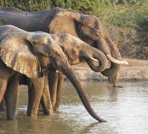 Tchad : SOS Éléphants s'inquiète de la résiliation du partenariat avec APN