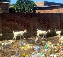 Tchad : Les Habitants de N’Djaména exaspérés par l’élevage de bétail en zone urbaine