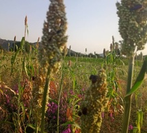 Tchad : au Guéra, malgré la saison pluvieuse, inquiétude des cultivateurs face aux attaques des insectes Tchad : au Guéra, malgré la saison pluvieuse, inquiétude des cultivateurs face aux attaques des insectes