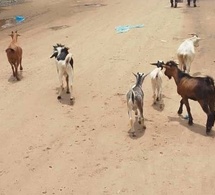 Tchad : à N’Djamena, des hommes en treillis se servent dans les troupeaux des pauvres à Ambata Tchad : à N’Djamena, des hommes en treillis se servent dans les troupeaux des pauvres à Ambata