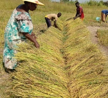 Tchad : l'Association Les Amis de la Chine expérimente la variété de riz Yue NongSimiaO