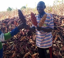 Tchad : un cultivateur exemplaire récolte les fruits de son travail à Abtouyour