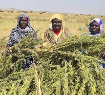 Tchad - Abéché : De l'espoir dans les champs pour les femmes bénéficiaires