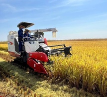 Tchad : récolte du riz à Bongor, la technologie agricole chinoise mise à contribution