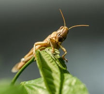 Tchad : à N’Djamena, le criquet devient la nouvelle star des soirées tchadiennes