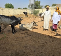 Tchad : Des équipements pour l'autonomisation des femmes dans le secteur du séchage de viande à Goz-Beïda
