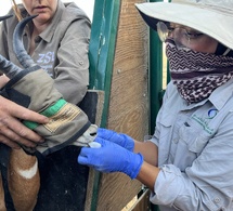 Tchad : Le Programme de Conservation de la Gazelle Dama franchit une nouvelle étape
