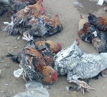 N’Djamena : Deux poulets pour 20 000 FCFA, le prix du sacrifice social