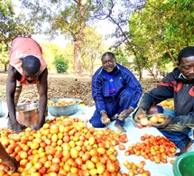 Moyen-Chari : Les premières tomates du projet RENFORT arrivent sur le marché