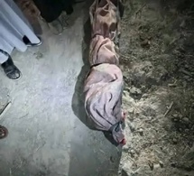 Tchad : au Hadjer Lamis, un adolescent tué par des éléphants à Tourba