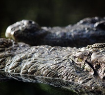 Tchad : une fillette de 13 ans grièvement blessée par un crocodile près de Dagour