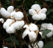 Tchad : faux et usage de faux à N’Djamena, un marché de coton-graine au cœur d’un litige judiciaire