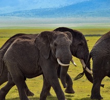 Tchad : incursions d’éléphants, le gouvernement lance une alerte dans plusieurs provinces