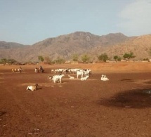 Tchad : vol de bétail à Andé (Guéra), une mobilisation exemplaire permet la récupération des animaux