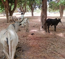 Tchad : deux suspects arrêtés pour vol de bœufs au Moyen-Chari